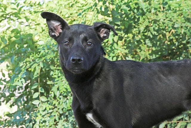 Lark - Labrador Retriever