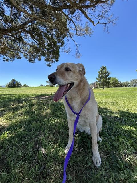 Freya - Labrador Retriever