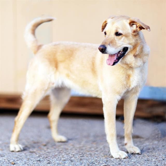 Freya - Labrador Retriever
