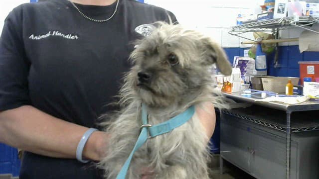 Lexor - Cairn Terrier