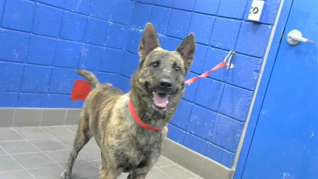 Nebula - Belgian Shepherd Malinois