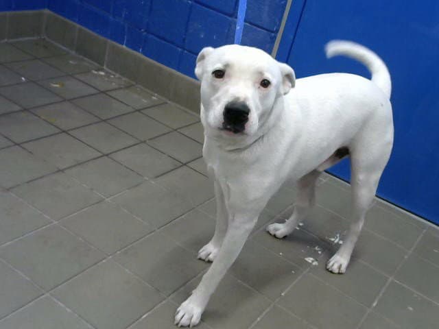 Buddy - American Pit Bull Terrier