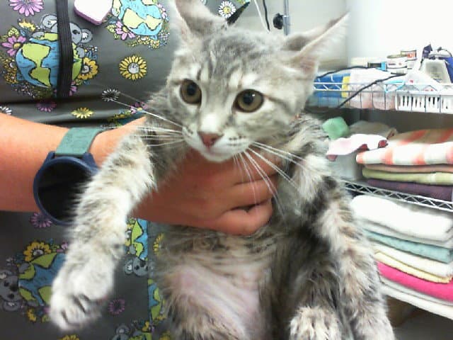Sweetie - Domestic Short Hair