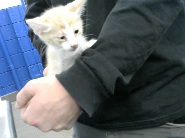 Tumble Bumble - Domestic Short Hair
