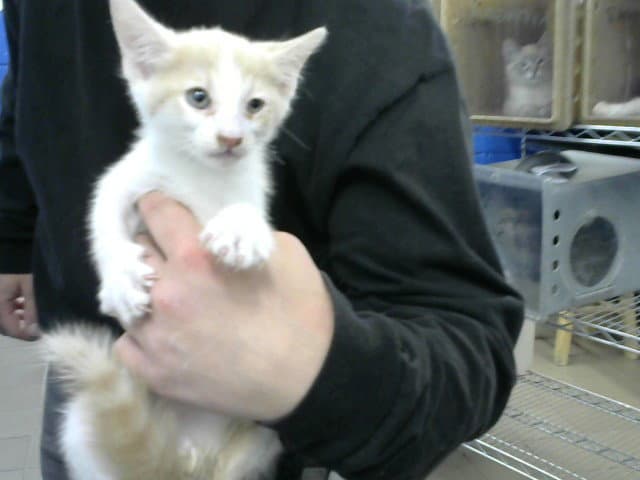 Roly Poly - Domestic Short Hair