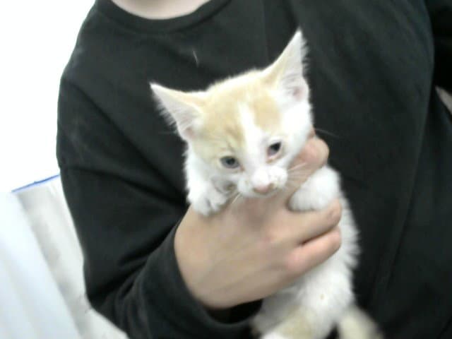 Pell Mell - Domestic Short Hair