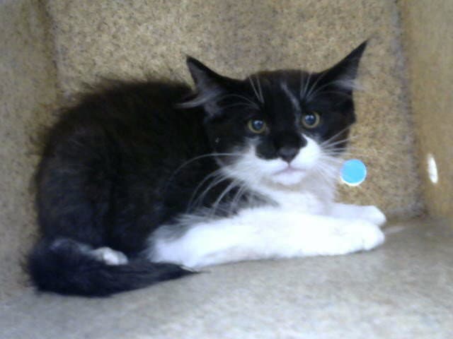 Jello - Domestic Medium Hair