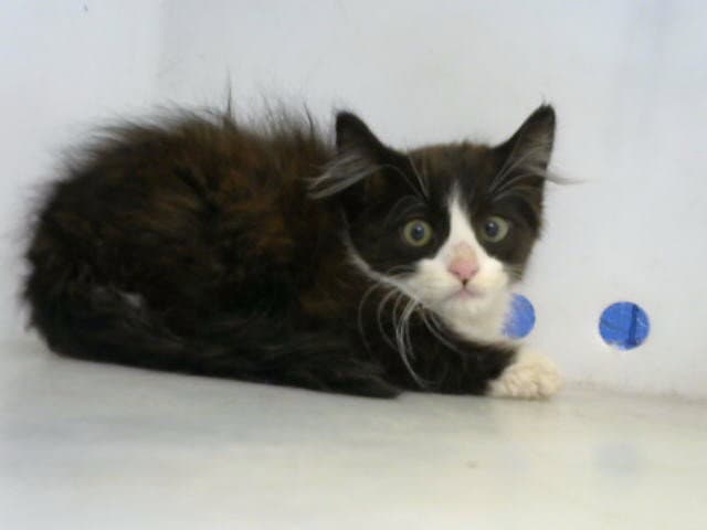 Jelly - Domestic Medium Hair