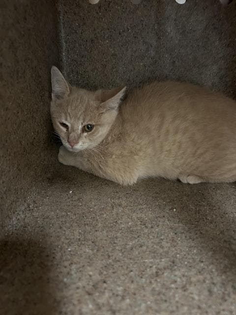 Cam - Domestic Short Hair