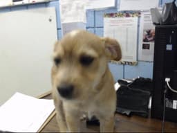 Rosco image 1