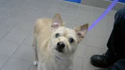 Rosco image 1