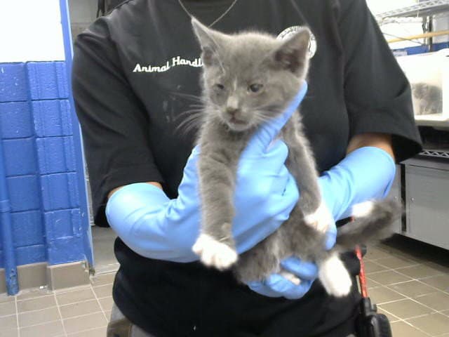 Daisy - Domestic Short Hair