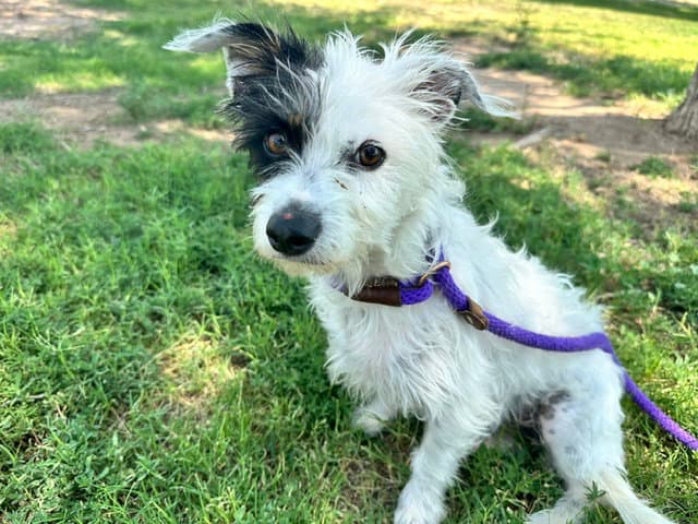 Spots - Jack Russell Terrier (Parson Russell Terrier)