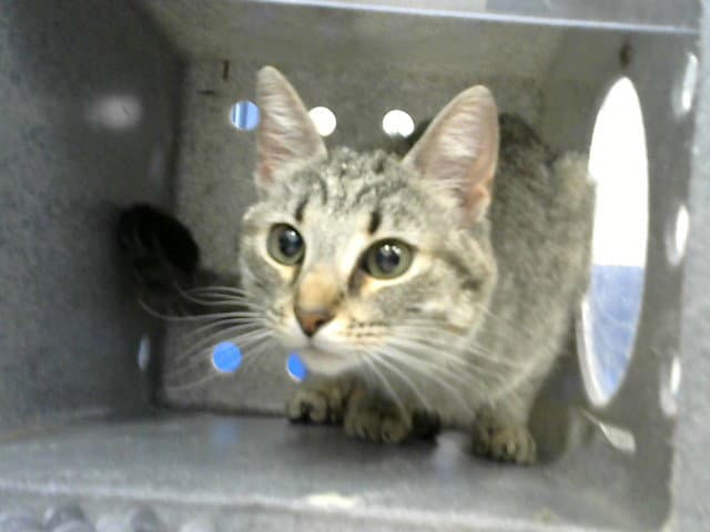 Tobba - Domestic Short Hair