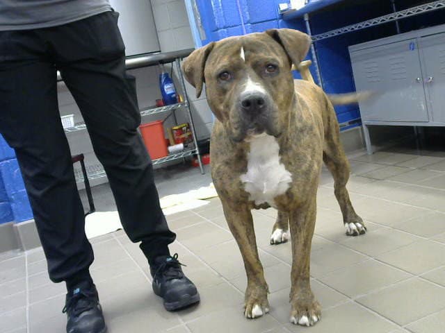 Pete - Pit Bull Terrier