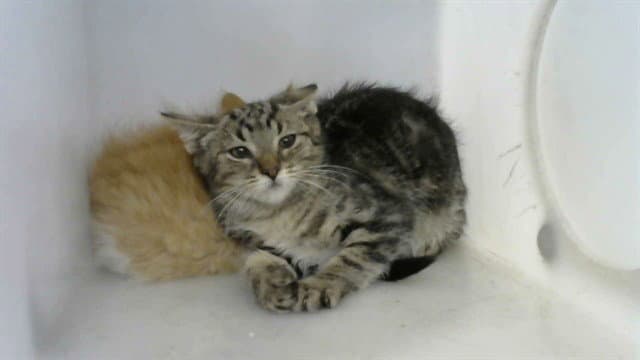 Clawd Wolf - Domestic Short Hair