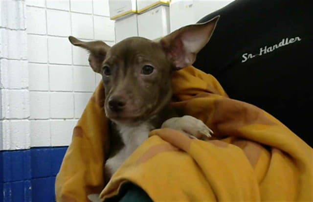 Loise - Dachshund