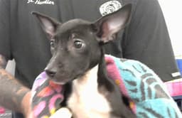 Ernie image 1