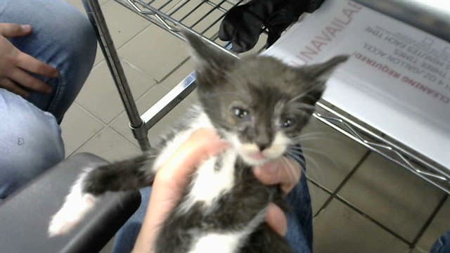 Daffy - Domestic Short Hair