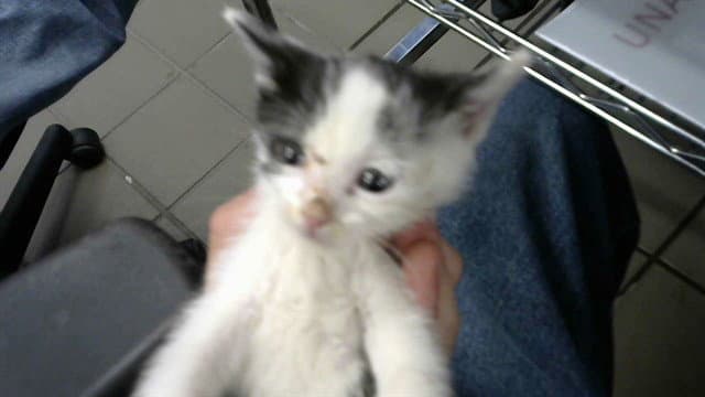 Bugs - Domestic Short Hair