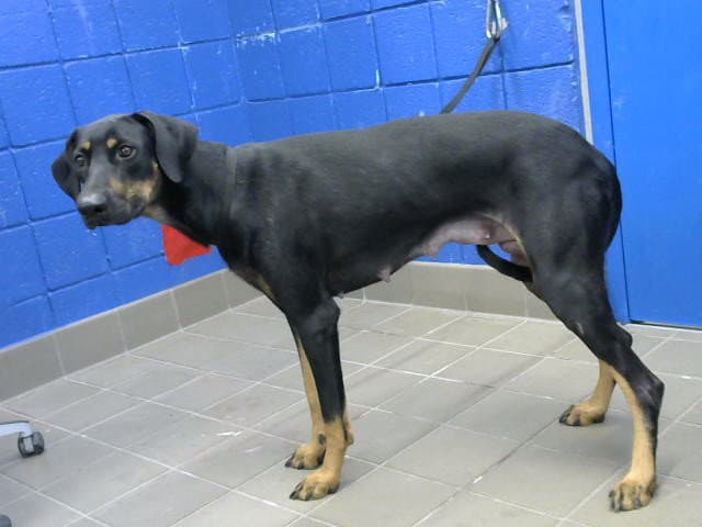 Leah - Doberman Pinscher