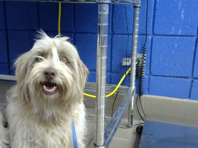 Rocsco - Tibetan Terrier