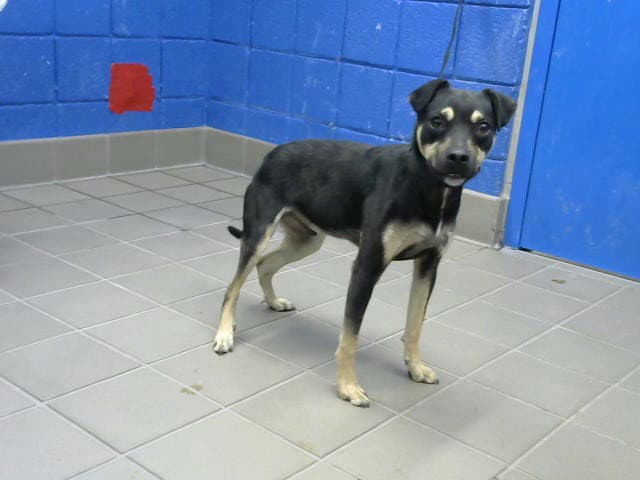 Max - American Pit Bull Terrier