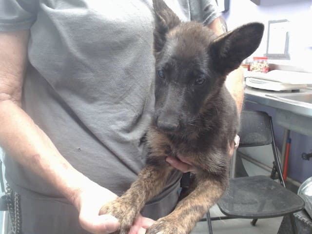 Portobello - German Shepherd Dog