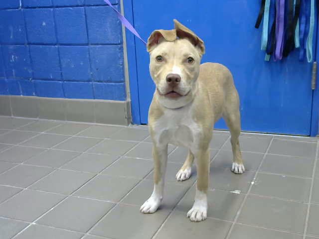Strawberry - American Pit Bull Terrier