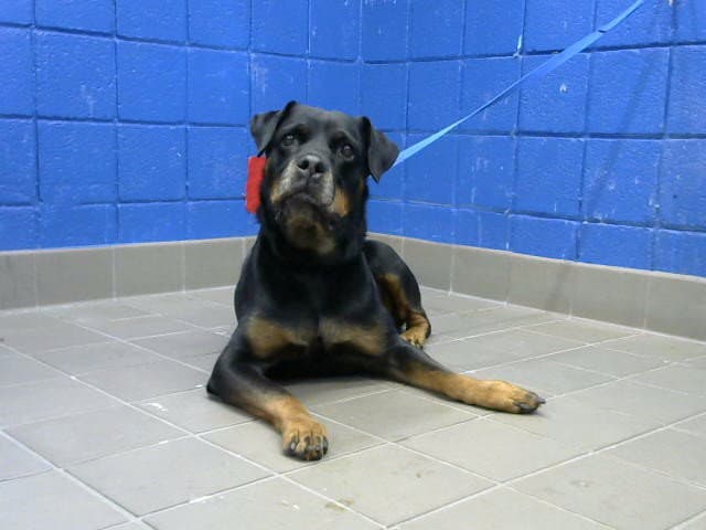 Xena - Rottweiler