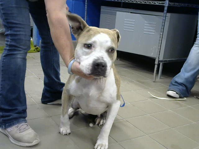 Princess - American Pit Bull Terrier