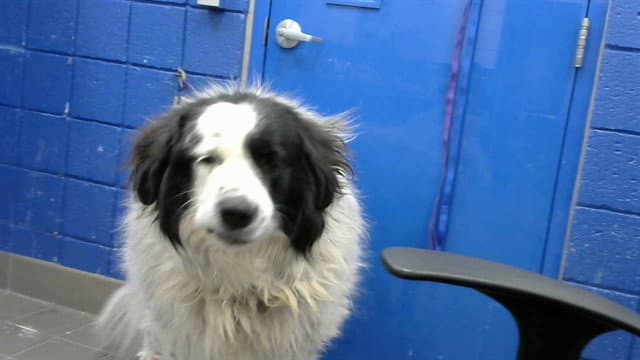 Appa - Great Pyrenees