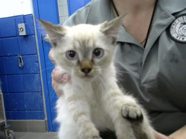 Dipper - Domestic Short Hair