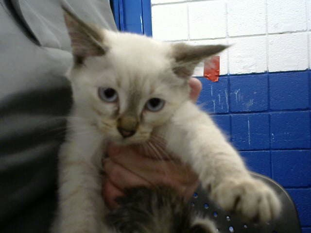 Daisy - Domestic Short Hair
