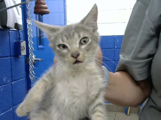 Tipper - Domestic Short Hair