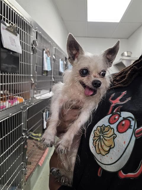 Baby Girl - Chihuahua