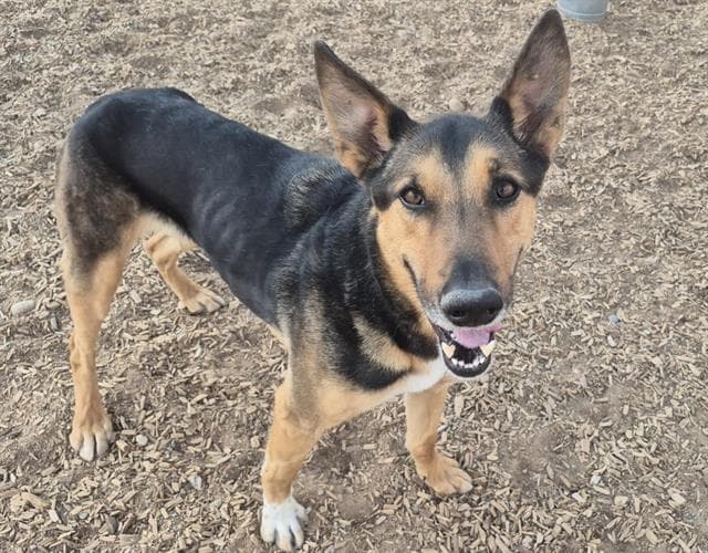 Mooch - German Shepherd Dog