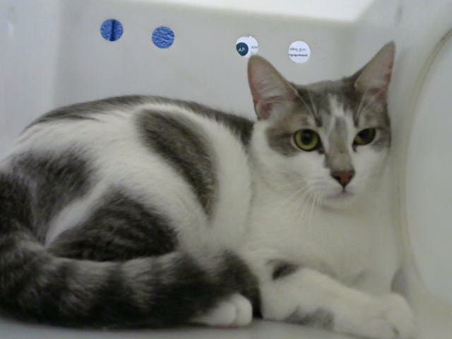 Harry - Domestic Short Hair
