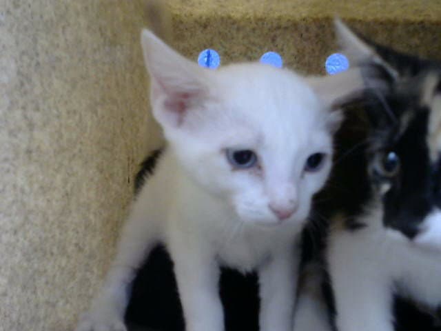 Kippa - Domestic Short Hair