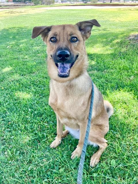 Loki - German Shepherd Dog