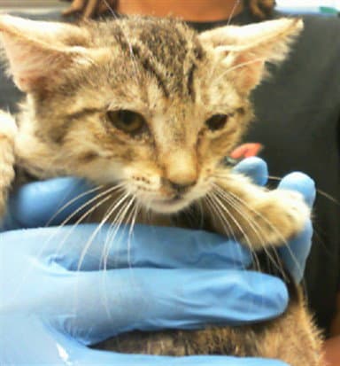 Waka - Domestic Medium Hair