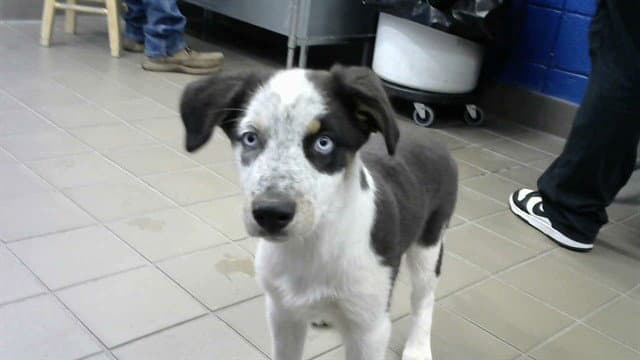 Max - Australian Cattle Dog/Blue Heeler