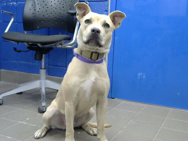 Margarine - American Pit Bull Terrier