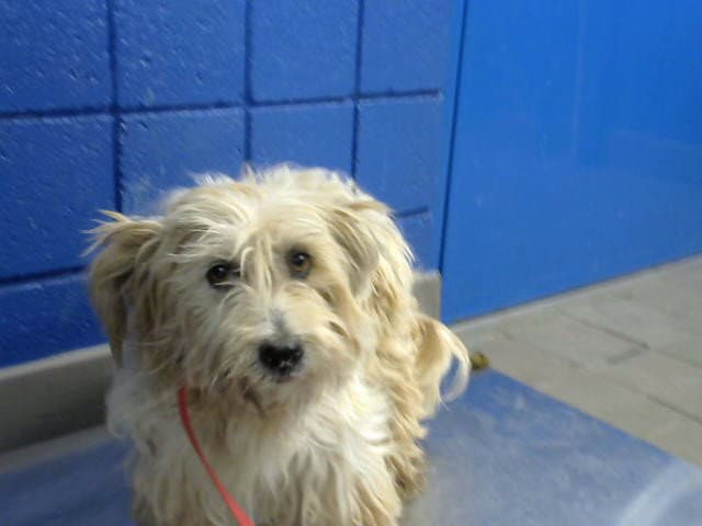 Luna - Tibetan Terrier