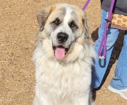 Benji image 1