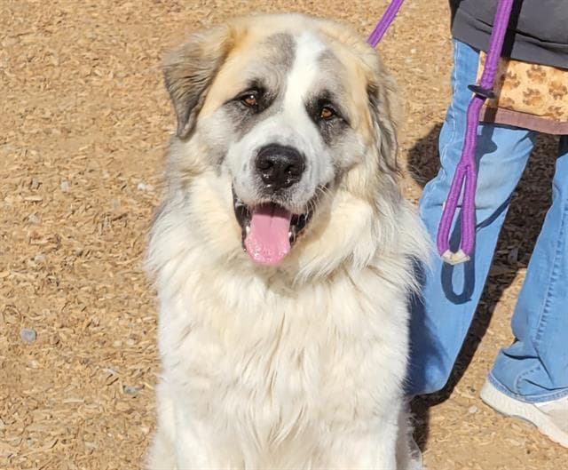 Benji - Great Pyrenees