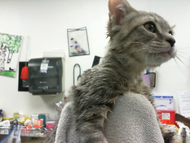 Sassy - Domestic Short Hair