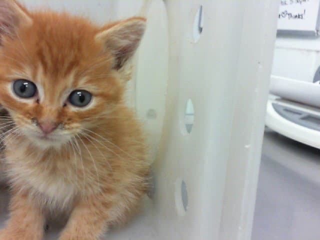 Eros - Domestic Short Hair