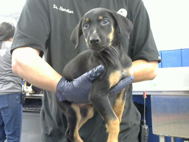 Lilly - Doberman Pinscher