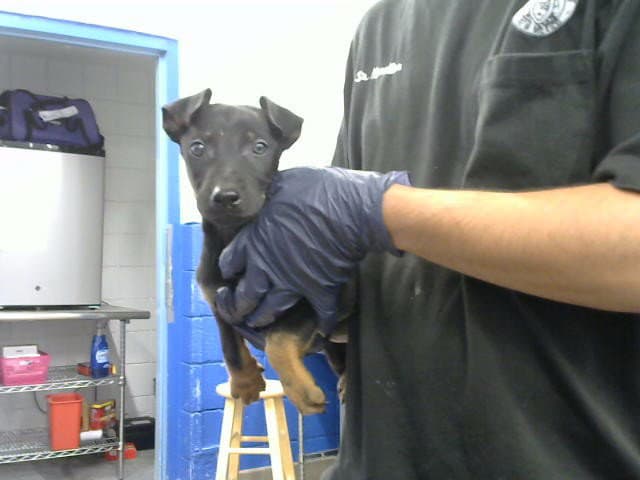 Kirk - Doberman Pinscher